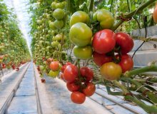 آموزش کاشت گوجه فرنگی هیدروپونیک